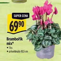 Albert Brambořík mix, pr. květináče 10,5 cm nabídka