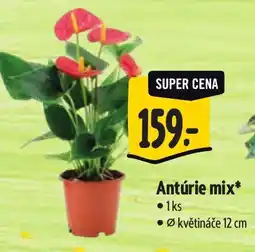 Albert Antúrie mix nabídka