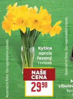 Billa Kytice Narcis řezaný nabídka