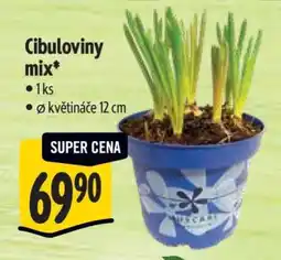 Albert Cibuloviny mix nabídka