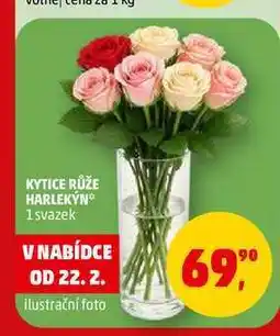 Penny Market KYTICE RŮŽE HARLEKỲN, 1 svazek nabídka