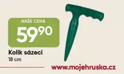 Hruška Kolík sázecí nabídka