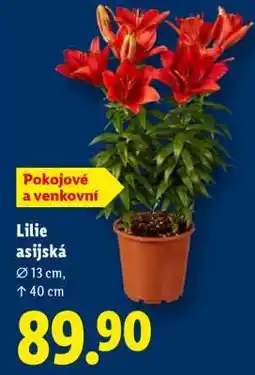 Lidl LILIE ASIJSKÁ nabídka