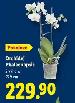 Lidl ORCHIDEJ PHALAENOPSIS nabídka