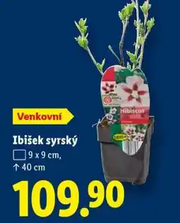 Lidl Ibišek syrský nabídka