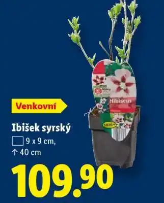 Ibišek syrský