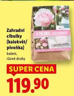 Lidl Zahradní cibulky Kalokvět/Pivoňka nabídka