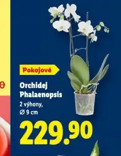 Lidl Orchidea - phalaenopsis nabídka