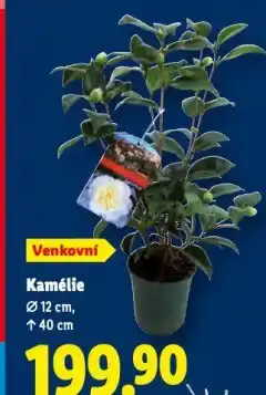 Lidl Kamélie nabídka