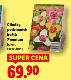 Lidl Cibulky podzimních květů nabídka