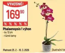 Globus Phalaenopsis 1 výhon nabídka