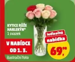 Penny Market Kytice růže harlekýn nabídka