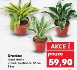 Kaufland Dracéna nabídka