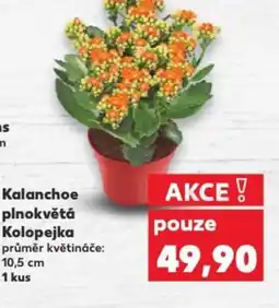 Kaufland Kalanchoe plnokvětá Kolopejka nabídka