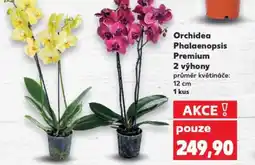 Kaufland Orchidea Phalaenopsis Premium 2 výhony nabídka