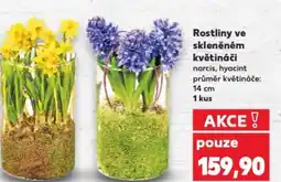 Kaufland Rostliny ve skleněném květináči nabídka