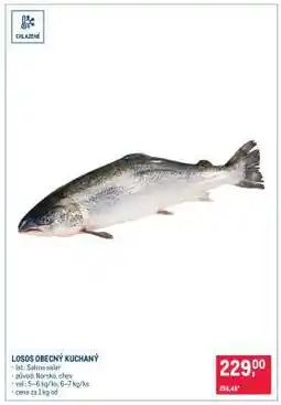 Makro Losos obecný kuchaný nabídka