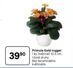 Tesco Primula gold nugget nabídka