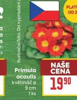 Billa Primula acaulis květináč 9 cm 1 ks nabídka