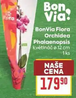 Billa BonVia Flora Orchidea Phalaenopsis květináč ø 12 cm nabídka