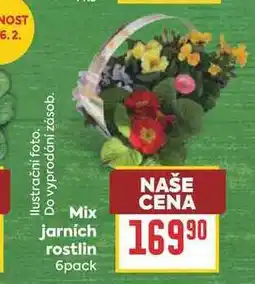 Billa Mix jarních rostlin nabídka