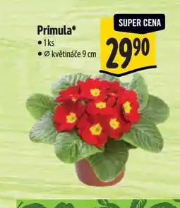 Albert Primula, pr. květináče 9 cm nabídka