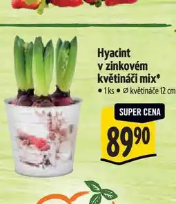 Albert Hyacint v zinkovém květináči , pr. květináče 12 cm nabídka