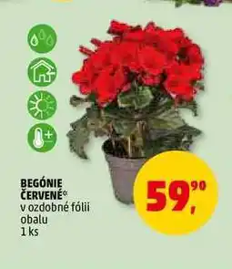 Penny Market BEGÓNIE ČERVENÉ, 1 ks nabídka