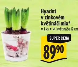Albert Hyacint v zinkovém květináči mix nabídka