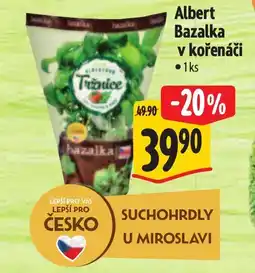 Albert Albert Bazalka v kořenáči nabídka