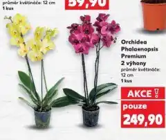 Kaufland Orchidea phalaenopsis nabídka