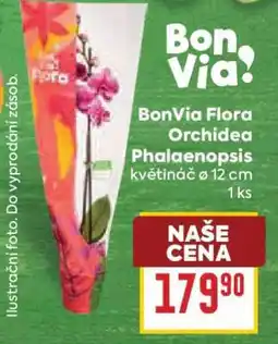Billa BonVia Flora Orchidea Phalaenopsis nabídka
