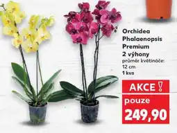 Kaufland Orchidea Phalaenopsis „Premium“ nabídka