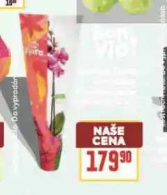 Billa Orchidea - phalaenopsis nabídka