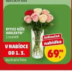 Penny Market KYTICE RŮŽE HARLEKỲN, 1 svazek nabídka