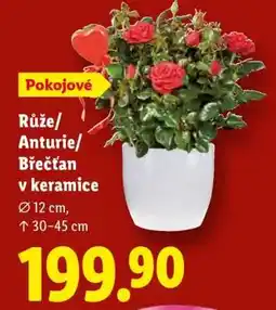Lidl Růže/Anturie/Břečťan v keramice nabídka