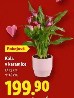 Lidl KALA V KERAMICE nabídka