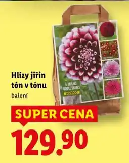 Lidl Hlízy jiřin tón v tónu nabídka