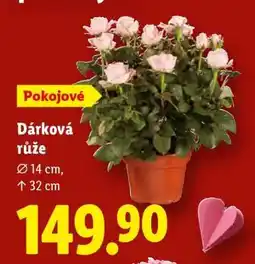 Lidl Dárková růže nabídka
