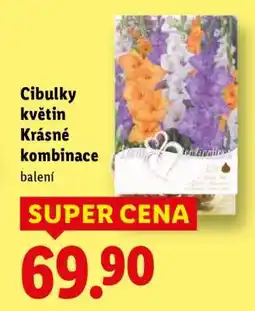 Lidl CIBULKY KVĚTIN KRÁSNÉ KOMBINACE nabídka