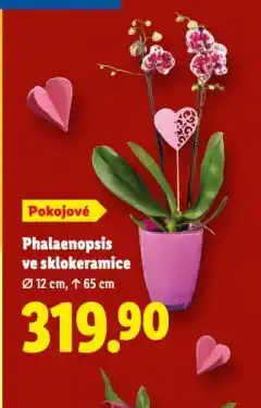 Lidl Orchidea - phalaenopsis nabídka