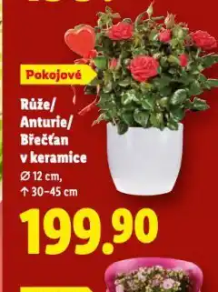 Lidl Růže / naturie / břečťan v keramice nabídka