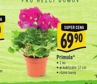 Jip Primula nabídka