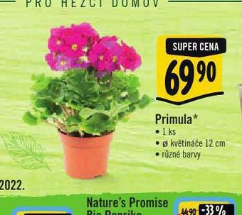 Albert Primula nabídka