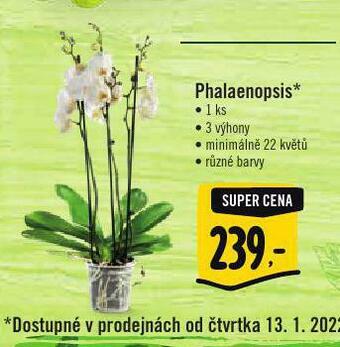 Albert Orchidea - phalaenopsis nabídka
