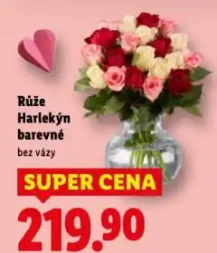 Lidl Růže harlekýn barevné nabídka
