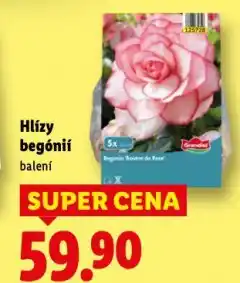 Lidl Hlízy begónií nabídka