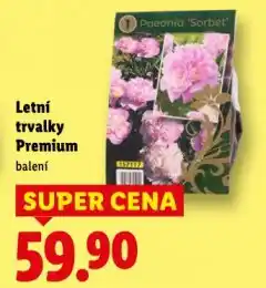 Lidl Letní trvalky premium nabídka