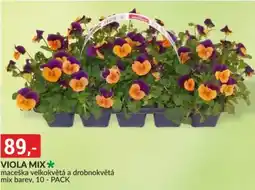 Baumax Viola mix nabídka