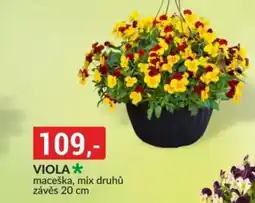 Baumax Viola nabídka